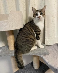 美ニャンへと成長したそぼろくん（画像提供：おかかとそぼろの成長記録さん）