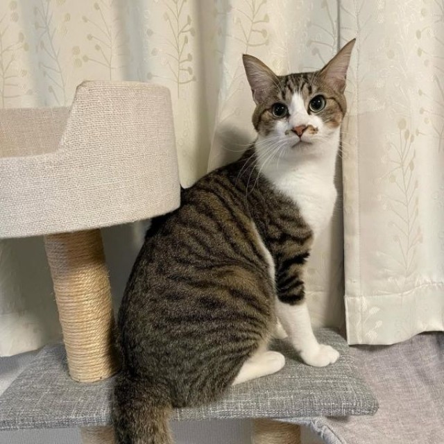 美ニャンへと成長したそぼろくん（画像提供：おかかとそぼろの成長記録さん）