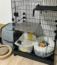 子猫を迎える準備をしました