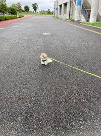 イヤイヤ発動中のこじろうくん（提供：こじろうのかいぬしさん）