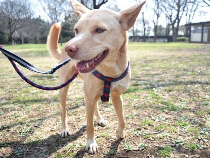 元保護犬の友美