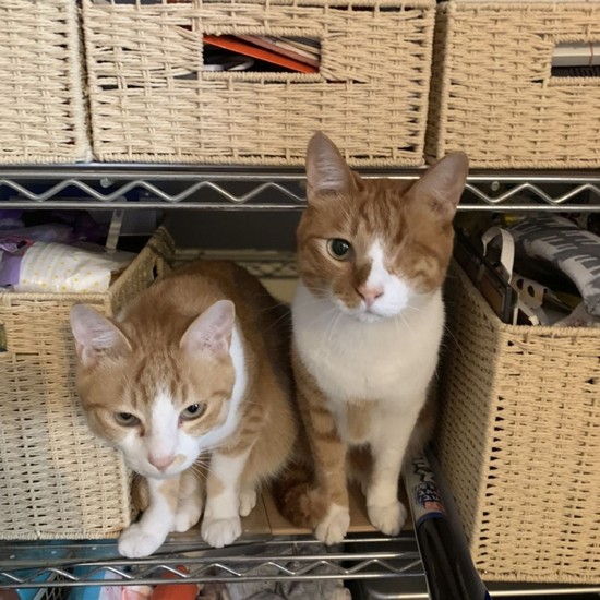 兄弟いつも一緒（高橋さん提供）