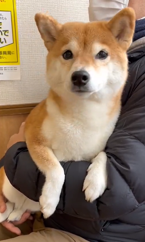 マナーモード 病院でブルブル震える犬が かわいそかわいい と話題 ほ とせなnews