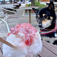 夏到来！ おいしそうなかき氷をじっと見つめるだん吉くん（画像提供：だん吉さん）
