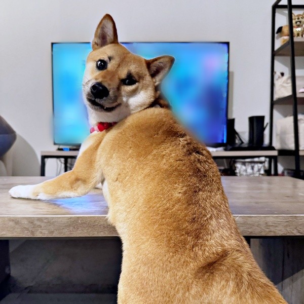 見返り美人！ うにちゃん（画像提供：柴犬のうにさんと白柴のふぐさん）