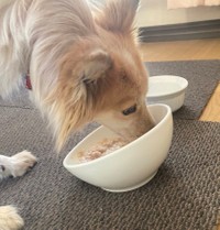 たろちゃんは自分のごはんをもぐもぐ（提供：雑種犬はいいぞ すべての犬はいいぞさん）