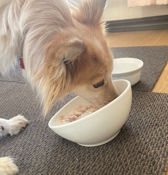 たろちゃんは自分のごはんをもぐもぐ（提供：雑種犬はいいぞ すべての犬はいいぞさん）