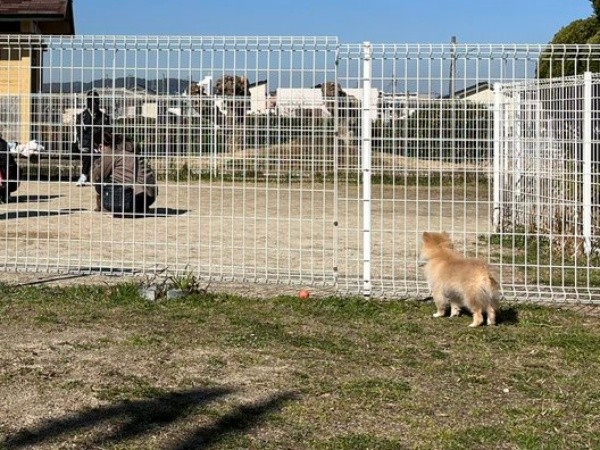 遠巻きに他のわんちゃんを見つめるポメちゃん（画像提供：ﾅ゛さん）