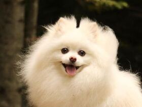 トリマーのお姉さんにおなかを見せてゴロン　若くて綺麗な女性が好きなポメ「ネオ」