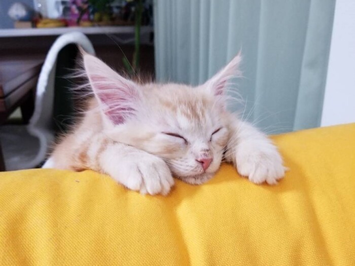 ソファの縁でうたた寝。爪でソファが傷つかないよう、黄色い布でカバー（麗子さん提供）