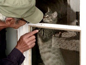 踊っているような撮影クルー、窓越しに見つめる猫