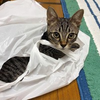 ビニール袋に入るのが好き