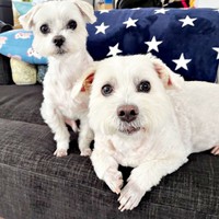 きゅるんとした瞳が愛らしい（左から）マルくん、プクくん（画像提供：プクマルさん）