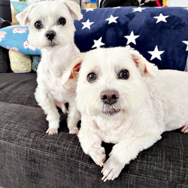 きゅるんとした瞳が愛らしい（左から）マルくん、プクくん（画像提供：プクマルさん）