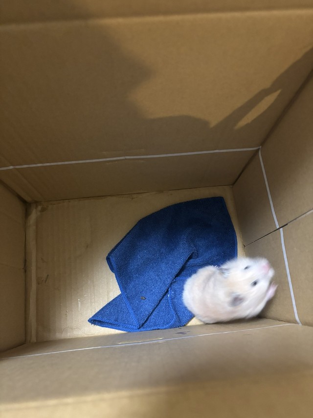 飼い主が見つからなかった場合は、たかたかさんが引き取ってそのまま飼うか、ハムスターに手慣れてる里親さんを探すという（たかたかさん提供）