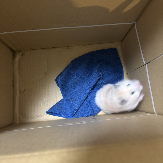 飼い主が見つからなかった場合は、たかたかさんが引き取ってそのまま飼うか、ハムスターに手慣れてる里親さんを探すという（たかたかさん提供）