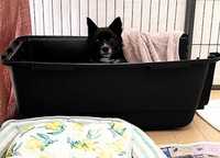 優しい里親さんの愛情をたっぷり受け「もともとこの家にいたの？」と思えるほどすっかり馴染んだアーニャ改めエル