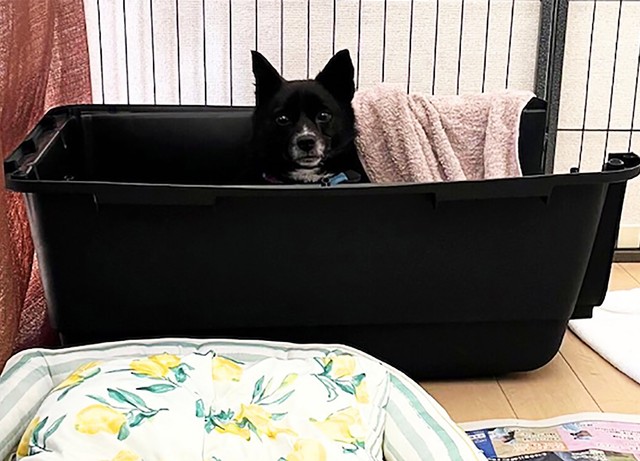 優しい里親さんの愛情をたっぷり受け「もともとこの家にいたの？」と思えるほどすっかり馴染んだアーニャ改めエル