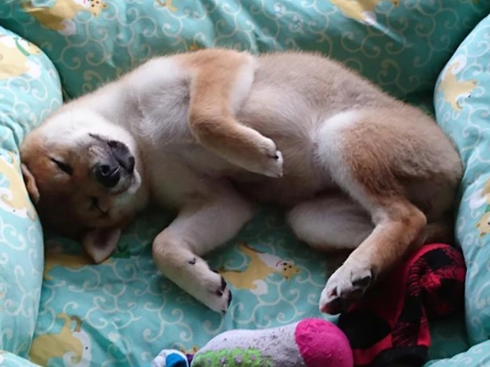 家にきたころの「春」