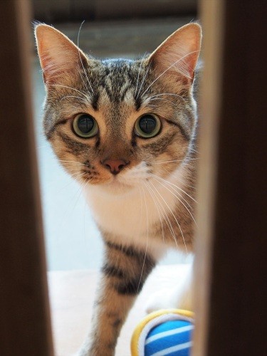 人見知りのモナカ