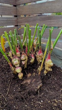 生姜ってこんな風に生えてるんですね（ぽたろうさん提供）