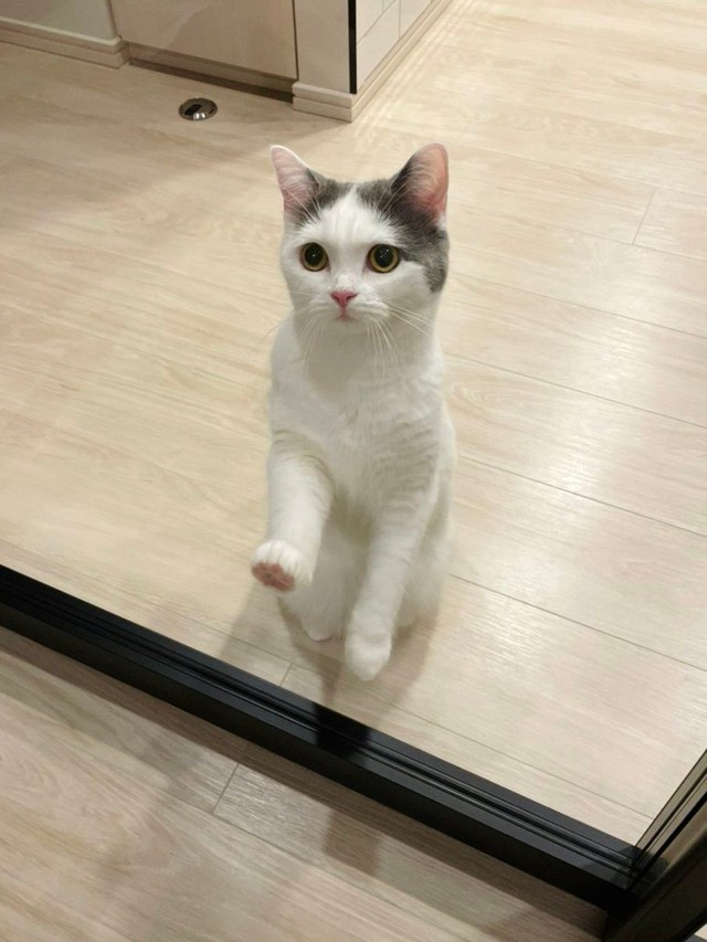 もう立つの、疲れちゃったよ＝立ち耳スコのフクさん（@fukuneko_47）提供