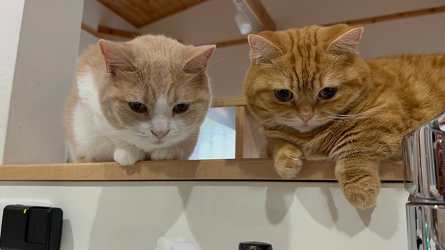 たまには２人でニャルソック（提供：ぷっちょ🐈さん）