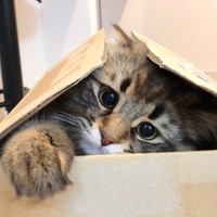 箱の中ってなんだか落ち着くの＝ヤマネコさん（@ymnc_rf）提供