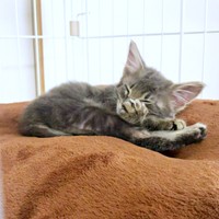 生後推定2カ月。すやすやと眠るおはぎさん（画像提供：床さん）