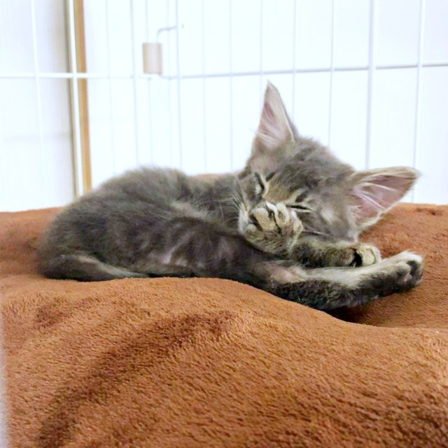 生後推定2カ月。すやすやと眠るおはぎさん（画像提供：床さん）