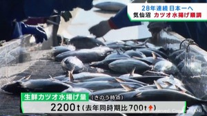生鮮カツオ水揚げ２８年連続日本一に向けて順調な水揚げ　宮城・気仙沼港
