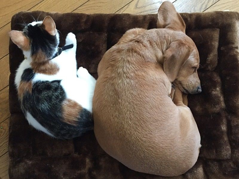 子猫の頃は犬の「小町」に甘えていました