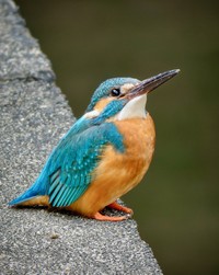人気の野鳥「カワセミ」を街中で撮影した写真（画像提供：かつきしょうへいさん）