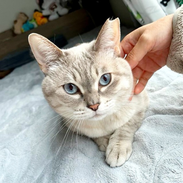ブルーの瞳が素敵なうるりちゃん（画像提供：うるりちゃん）