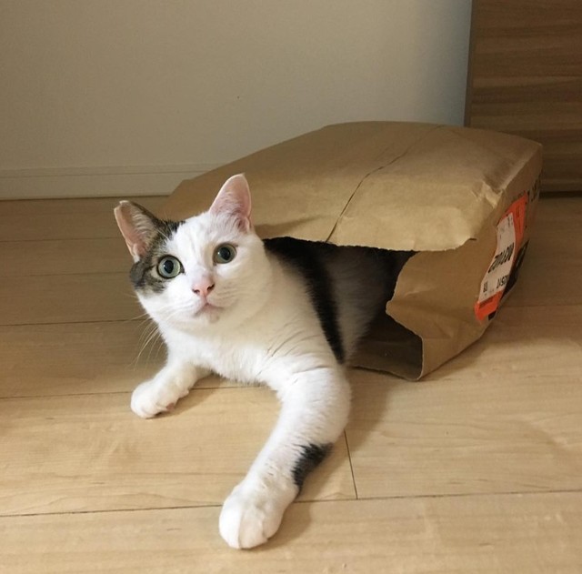 紙袋を独り占めする若かりし頃の金四郎くん