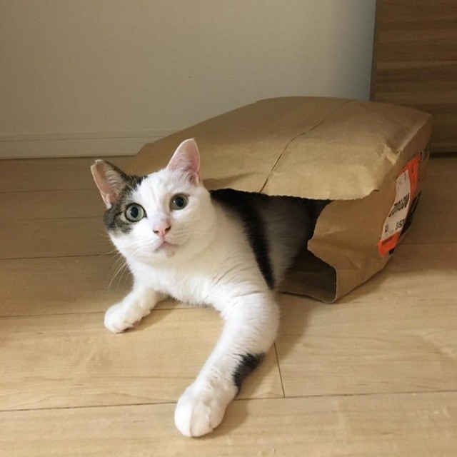 紙袋を独り占めする若かりし頃の金四郎くん