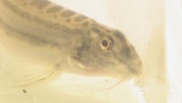 サンヨウコガタスジシマドジョウ（資料画像）