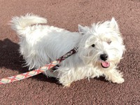 散歩中、大好きなわんちゃんに会えて嬉しそうなタオくん（画像提供：もちもちたおちさん）