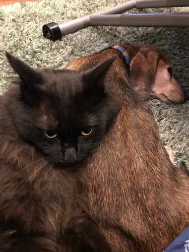 アルマに頭を乗せるジジ「お互い大好き」（辻さん提供）