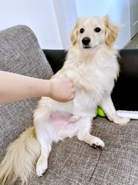 飼い主さんと手を繋ぐとろろくん。うるんだ瞳が飼い主さんをメロメロにーー（画像提供：ポメックスのとろろくん）