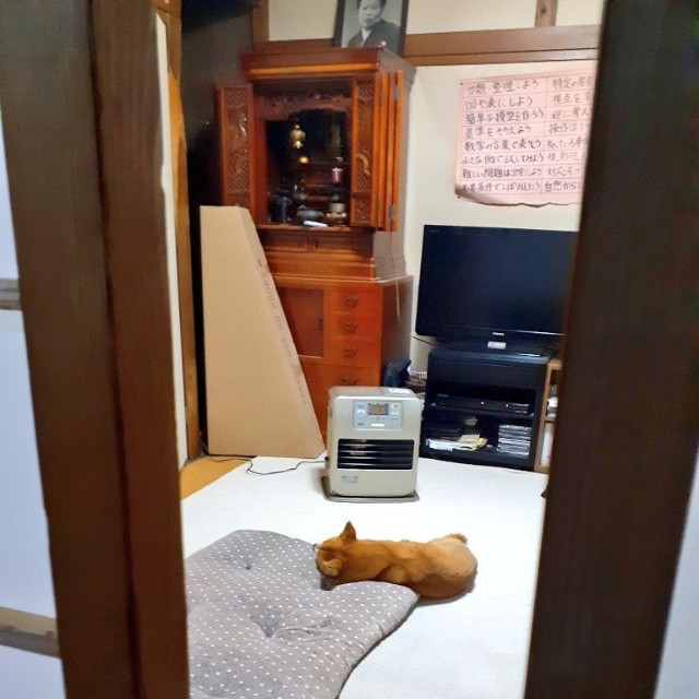 完全なる無防備（動画よりキャプチャ、画像提供：inosemarineさん）