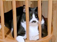 「かわいそうなワタクシッ」と飼い主さんがアテレコしたひげちゃんのショット（画像提供：こけむすさん）