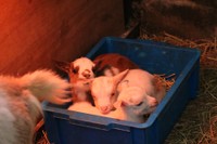 三頭あつまってホカホカ