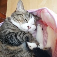 クフっと笑っているような寝顔