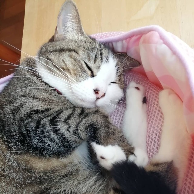 クフっと笑っているような寝顔