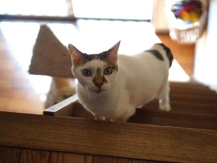 「ワカメー、おやつだって」２階まで呼びにきたカツオ