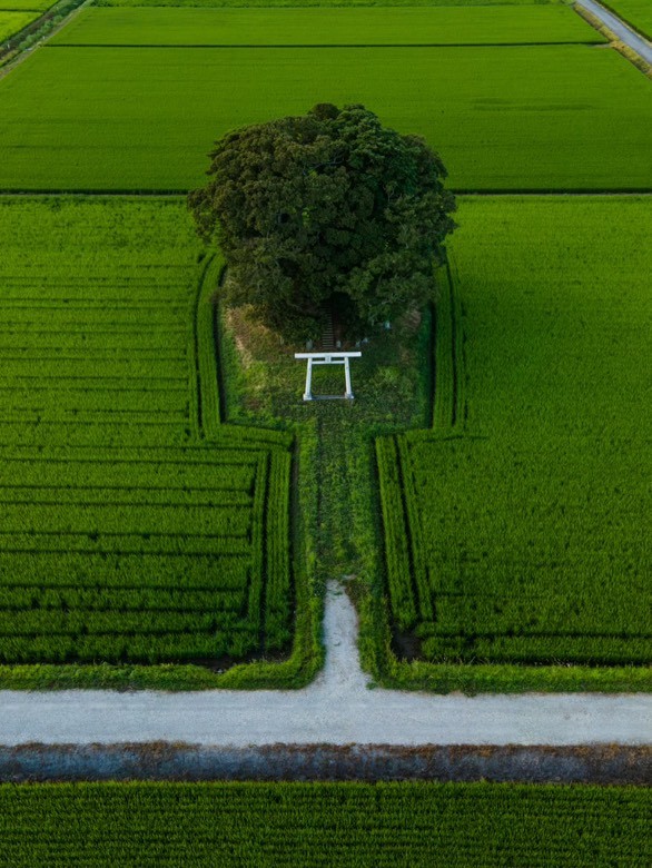 情報の少ない神社も多いのだとか／えぬびいさん（@enuenuenubi）提供
