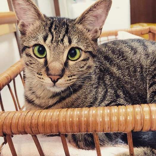 クリクリの目が可愛い