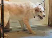 ルードは、初めて着けるリードをとにかく嫌がり、暴れ回りました