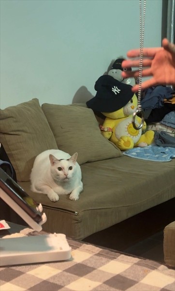 なんてこった！（画像提供：cat_daifuku_vietnamさん）